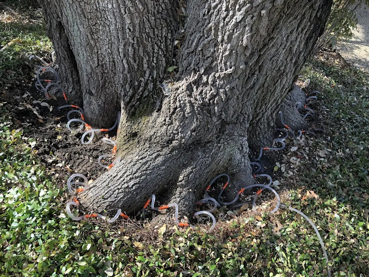 Detailed Tree Cabling and Bracing job site in Point Harbor